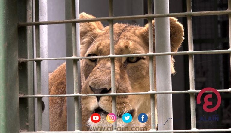 أسد بحديقة أديس للحيوانات
