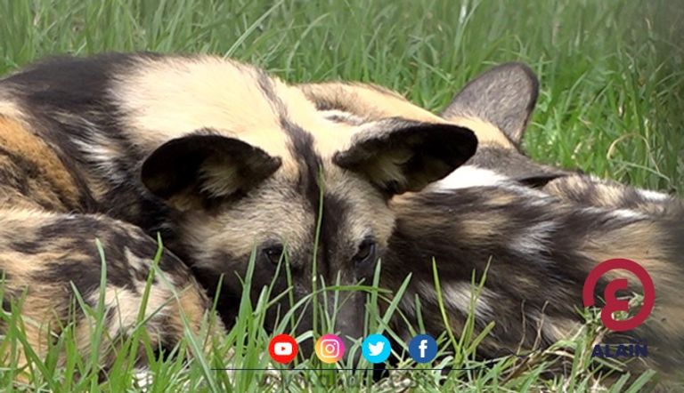 أسد بحديقة أديس للحيوانات