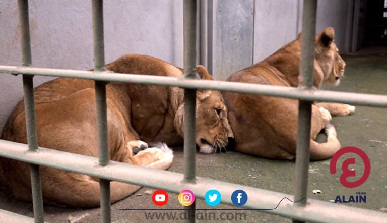 أسد بحديقة أديس للحيوانات