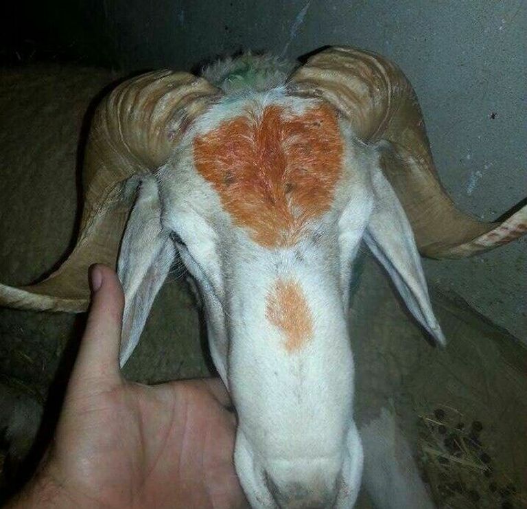 عادة تخضيب رأس الأضحية عشية العيد بالجزائر