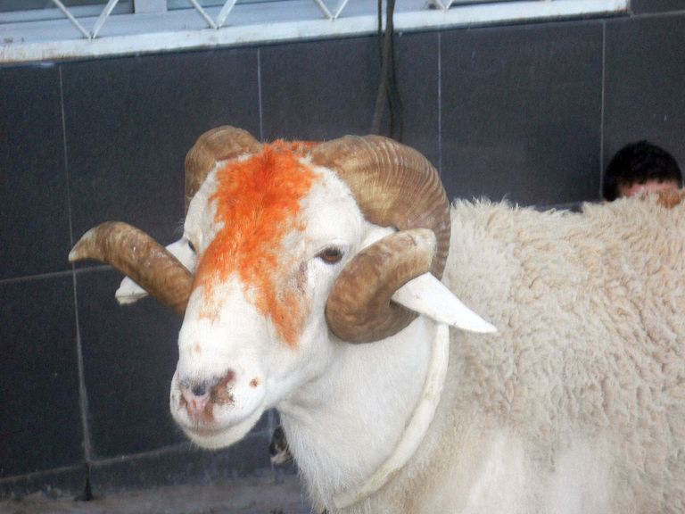 عادة تخضيب رأس الأضحية عشية العيد بالجزائر