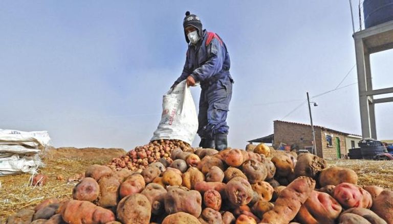 مزارع يبدأ طريقة لحفظ البطاطس عمرها 5 آلاف عام