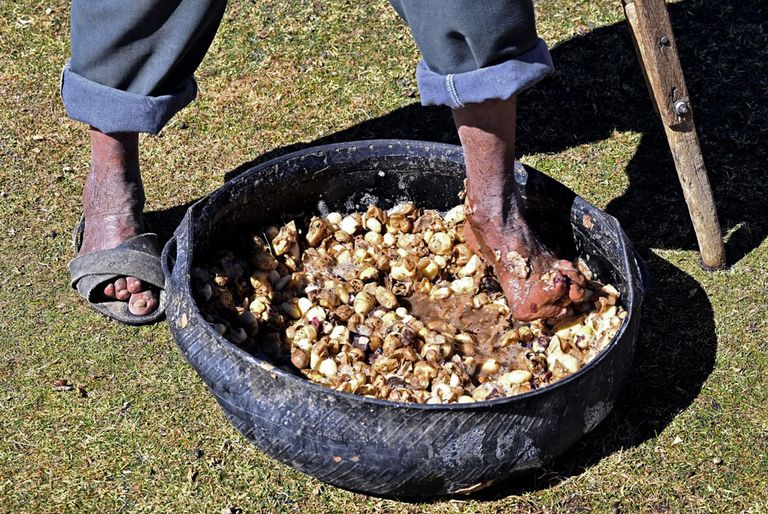 مزارع يبدأ طريقة لحفظ البطاطس عمرها 5 آلاف عام