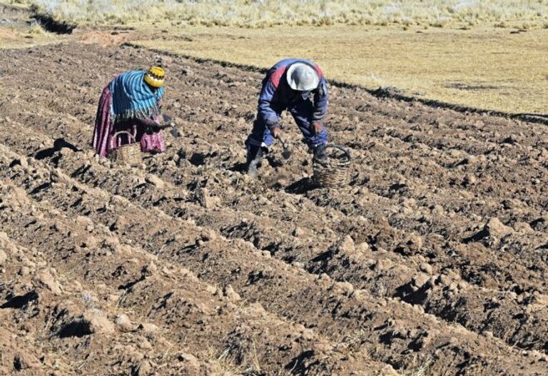 مزارع يبدأ طريقة لحفظ البطاطس عمرها 5 آلاف عام