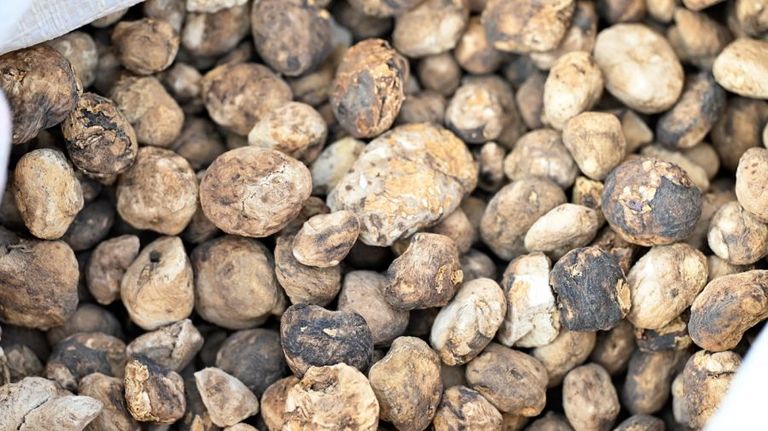 مزارع يبدأ طريقة لحفظ البطاطس عمرها 5 آلاف عام