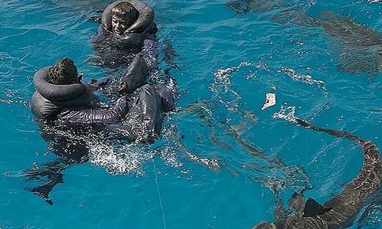 هجوم أسماك القرش وسط بحر الفلبين عام 1945 الأسوأ تاريخيا