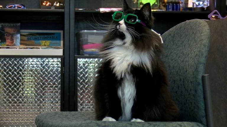 القطة ترافليس