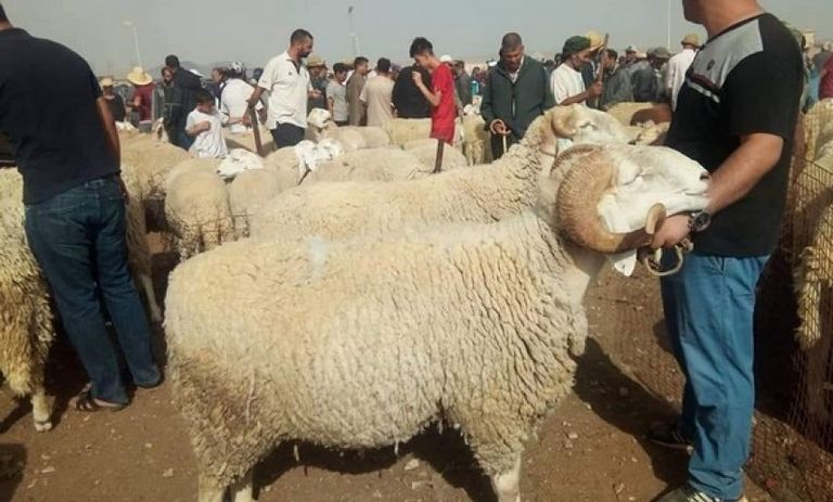 سوق لبيع أضاحي العيد في الجزائر طفل جزائري في سوق لبيع أضاحي العيد بالعاصمة