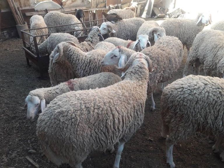 سوق لبيع أضاحي العيد في الجزائر طفل جزائري في سوق لبيع أضاحي العيد بالعاصمة