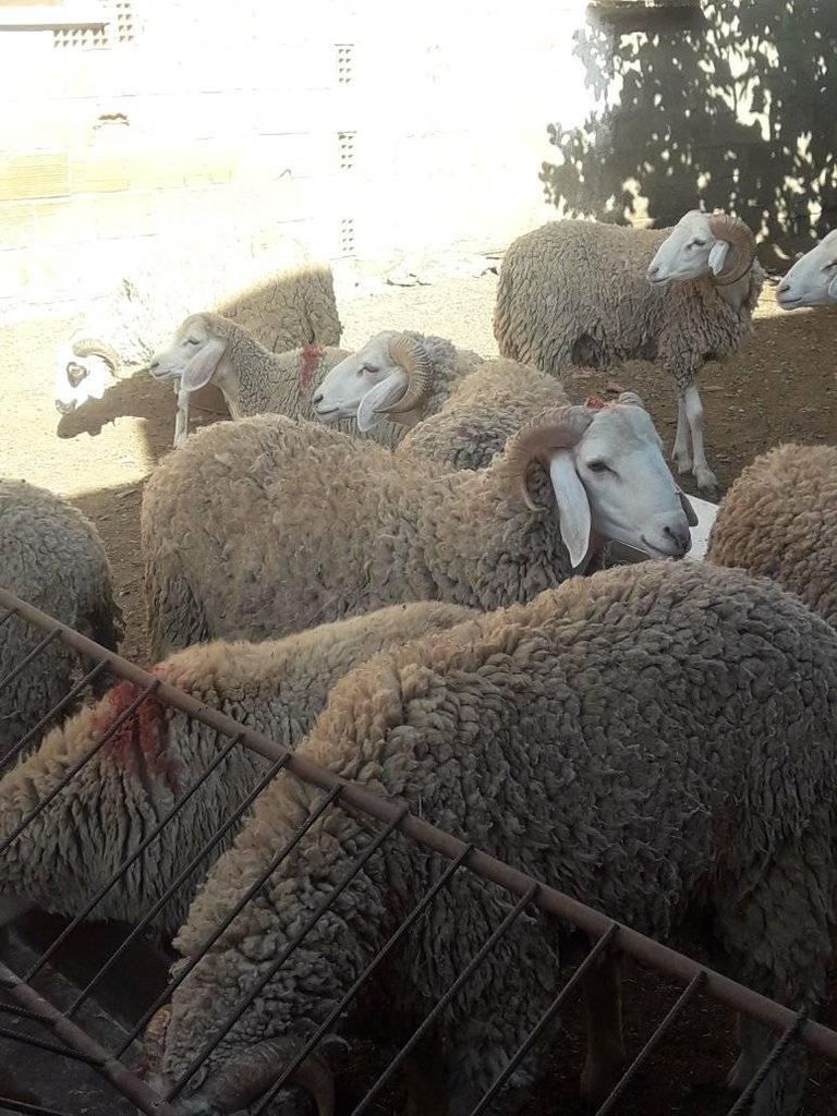 سوق لبيع أضاحي العيد في الجزائر طفل جزائري في سوق لبيع أضاحي العيد بالعاصمة