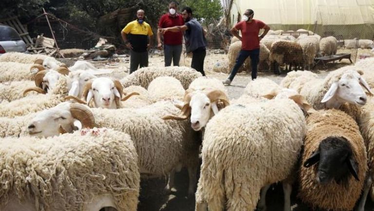 سوق لبيع أضاحي العيد في الجزائر طفل جزائري في سوق لبيع أضاحي العيد بالعاصمة