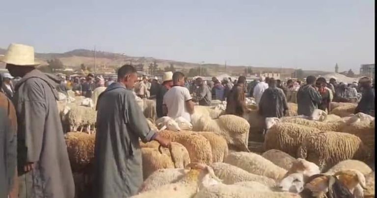 سوق لبيع أضاحي العيد في الجزائر طفل جزائري في سوق لبيع أضاحي العيد بالعاصمة