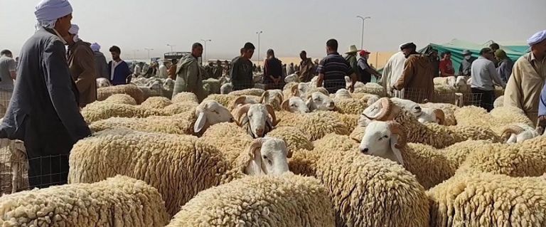 سوق لبيع أضاحي العيد في الجزائر طفل جزائري في سوق لبيع أضاحي العيد بالعاصمة