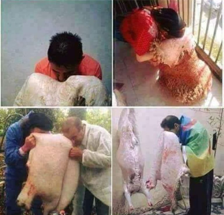 عادة مسح الوجه بجلد الخروف بعد سلخه في الجزائر فتاة جزائرية تمسح وجهها بجلد الخروف بعد سلخه - أرشيفية