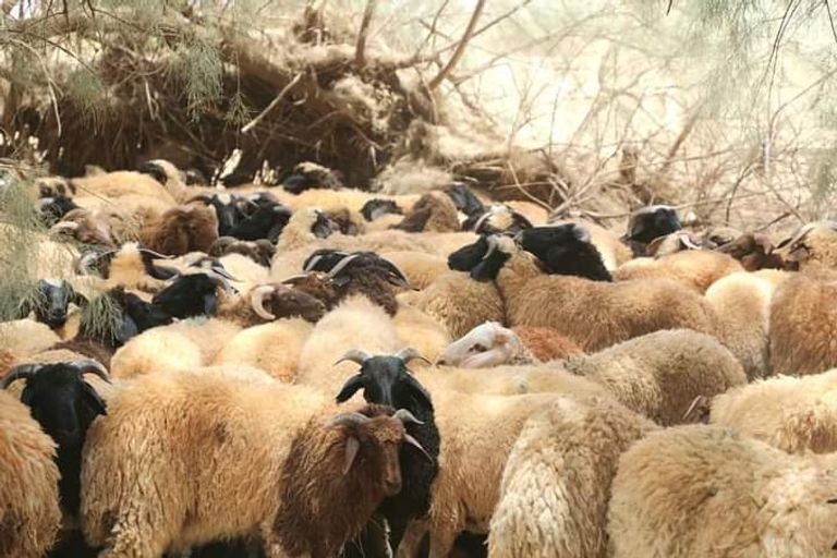 أضاحي العيد مقدمة من الهلال الإماراتي إلى الجنوب الليبي