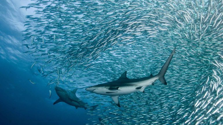 السردين في المحيط الهندي