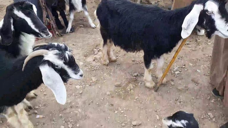 تيوس للبيع بمنطقة القبائل الجزائرية جزائريات من منطقة القبائل الأمازيغية بعيد الأضحى - أرشيفية