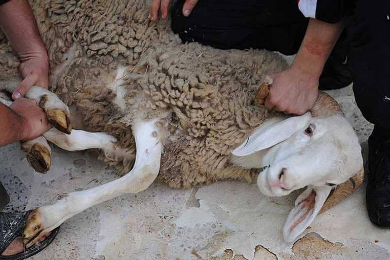عملية نحر الأضحية جزائريات من منطقة القبائل الأمازيغية بعيد الأضحى - أرشيفية