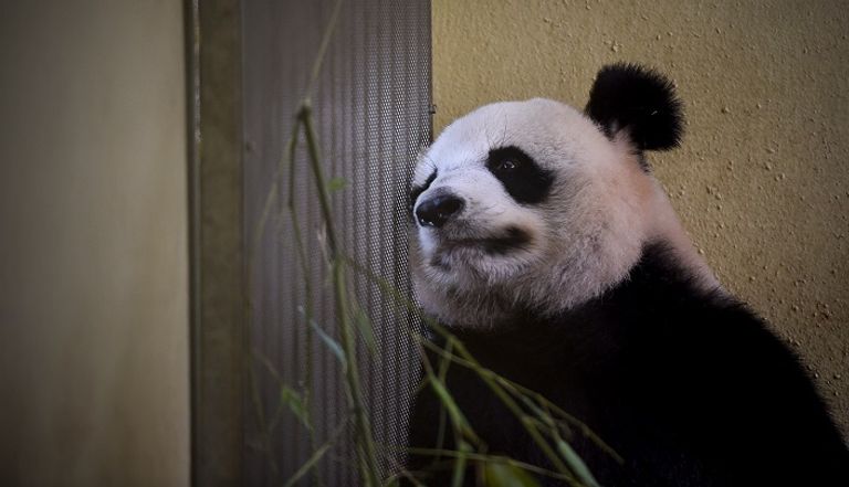 دبّة الباندا الأنثى هوان هوان