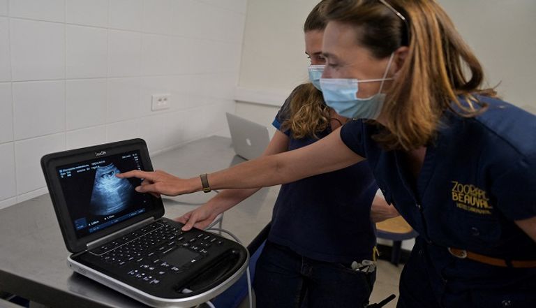 دبّة الباندا الأنثى هوان هوان