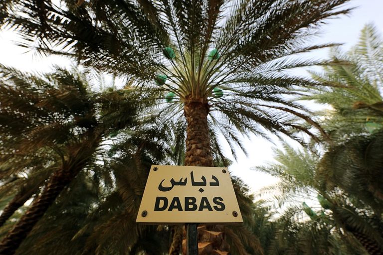 250 صنفا من التمور في الإمارات