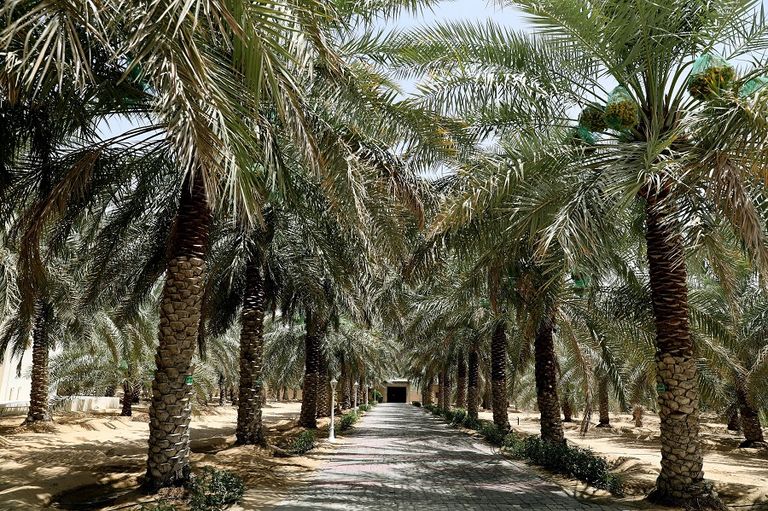 250 صنفا من التمور في الإمارات