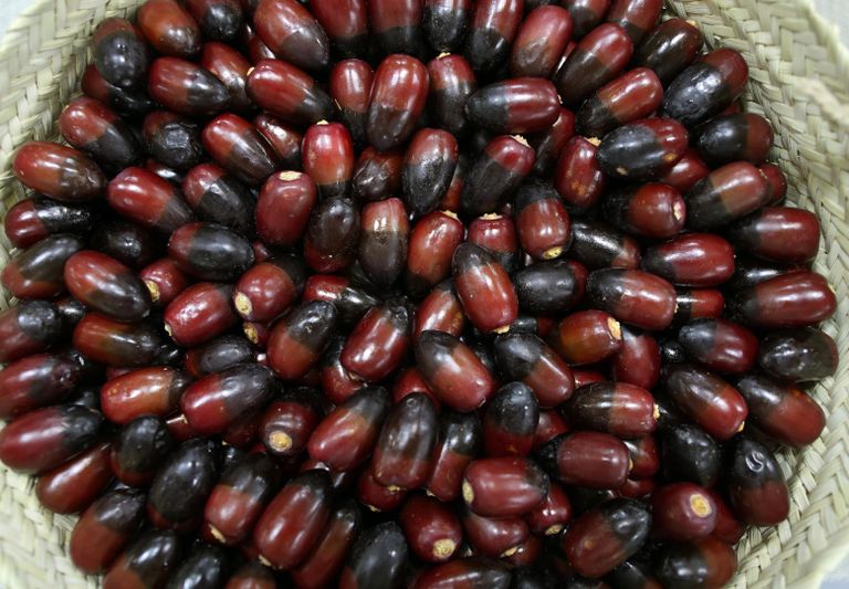 250 صنفا من التمور في الإمارات