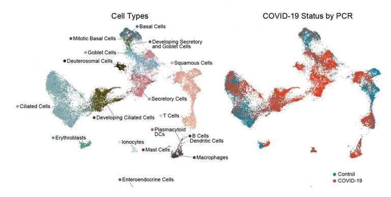 الاستجابة المناعية بالأنف تحدد درجة شدة كورونا- تعبيرية