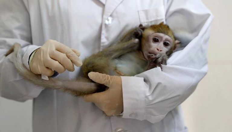 نوع من القردة التي تسبب مرض هربس القردة
