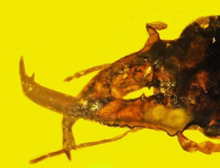 العنبر احتفظ بالسوسة 100 مليون عام