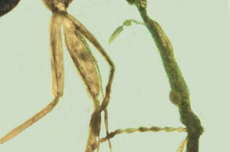 العنبر احتفظ بالسوسة 100 مليون عام