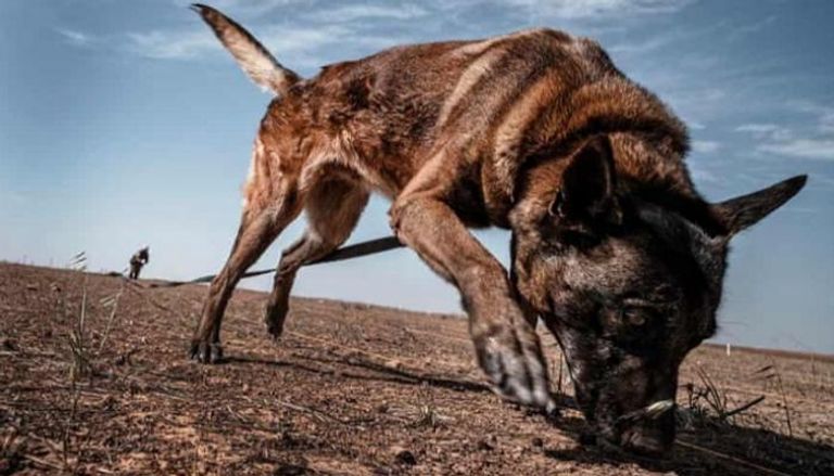 الكلب برانكو يخوض حربا يومية مع ألغام داعش - الجارديان