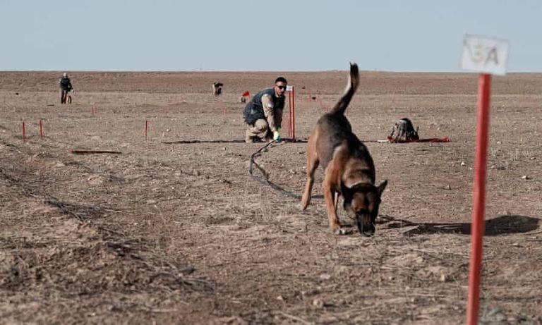الكلب برانكو يخوض حربا يومية مع ألغام داعش - الجارديان