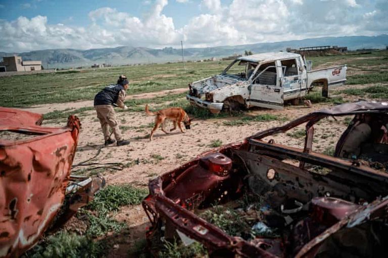 الكلب برانكو يخوض حربا يومية مع ألغام داعش - الجارديان