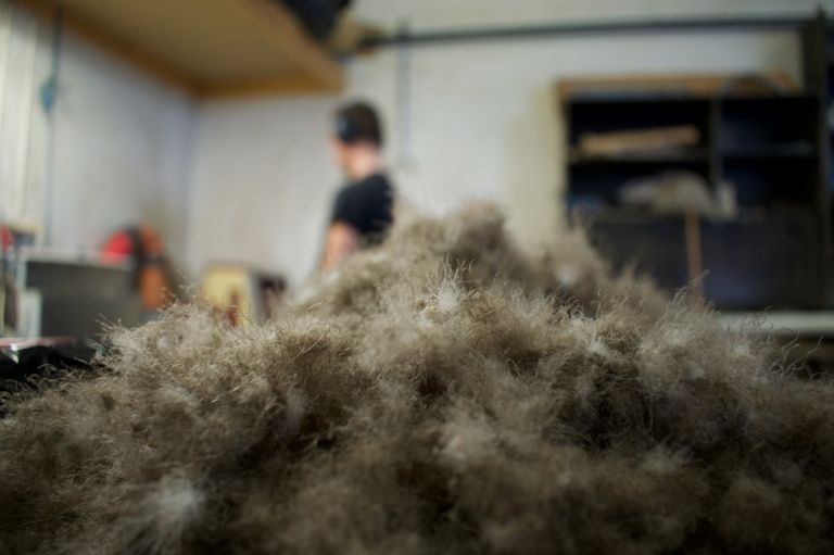 أطفال يجمعون ريش بط العيدر القطبي ذي الزغب الناعم