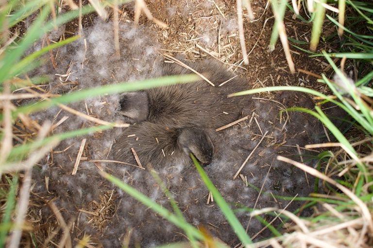 أطفال يجمعون ريش بط العيدر القطبي ذي الزغب الناعم