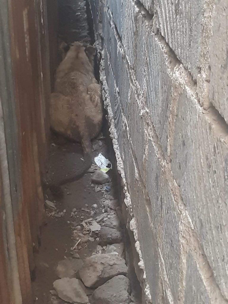 الأسد الهارب بعد الإمساك به في كينيا