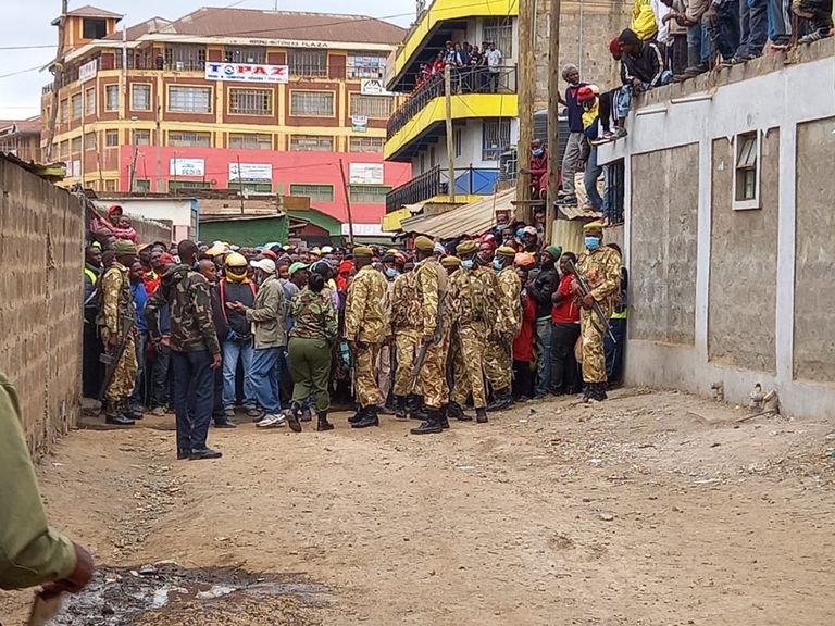 الأسد الهارب بعد الإمساك به في كينيا