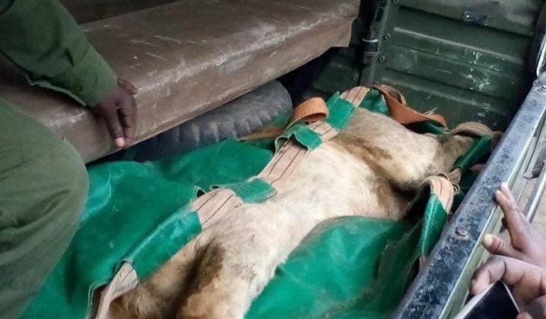 الأسد الهارب بعد الإمساك به في كينيا