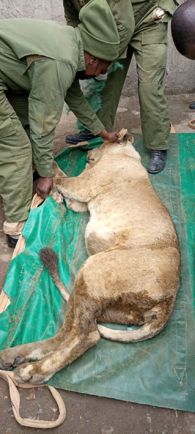 الأسد الهارب بعد الإمساك به في كينيا