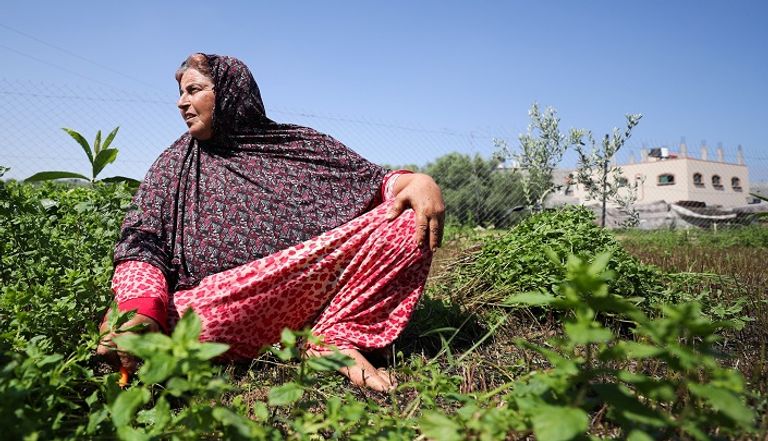 فلسطينيات يصنعن مستحضرات تجميل من الأعشاب المحلية