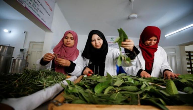فلسطينيات يصنعن مستحضرات تجميل من الأعشاب المحلية