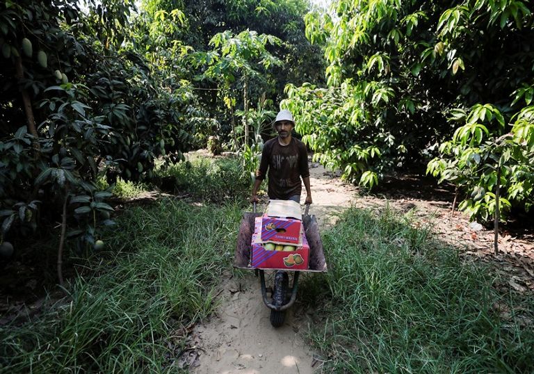 جنون "المانجو" في مصر- رويترز