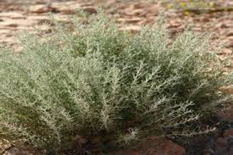 عشبة الشيح جزائريون يلجؤون لوصفات عشبية للوقاية من فيروس كورونا