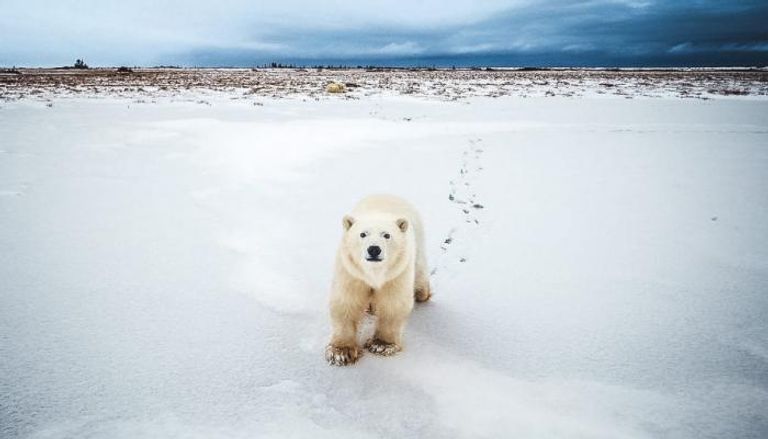 دب أبيض في جرينلاند - أرشيفية