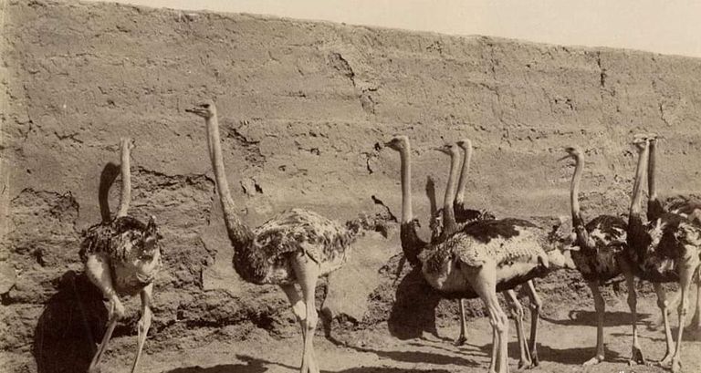 الرسم على بيض النعام مهنة أصبحت منقرضة في مصر