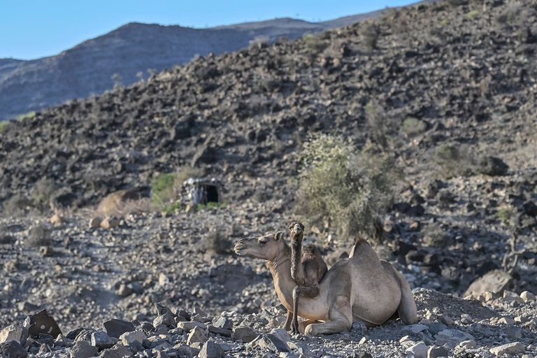أبورما من أهم مواقع الفن الصخري في منطقة القرن الأفريقي