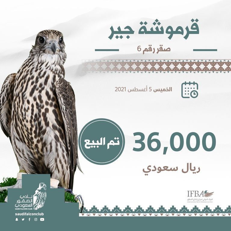 مزاد الصقور السعودي يجتذب الهواة من عدة دول