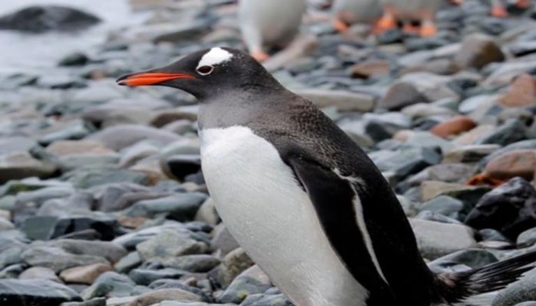 ساحل البطاريق يؤوي 16 طائراً من طيور البطريق 