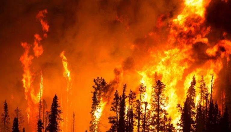 جانب من حرائق الغابات التي شهدها العالم خلال العام